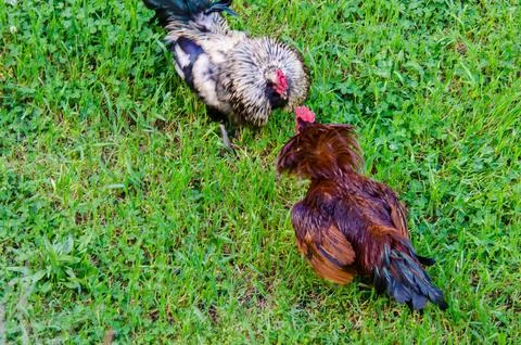 Two free range Roosters fighting4 Stock Photos