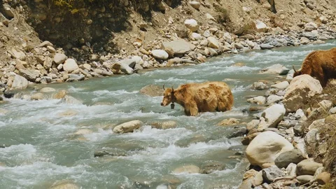 Two free-roaming yaks trying to cross a wild water stream in mountain river Stock Footage 127080978