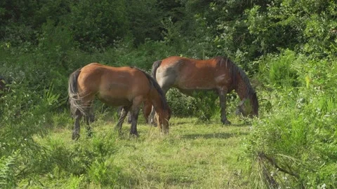 Two free running brown horses Stock Footage 173406416