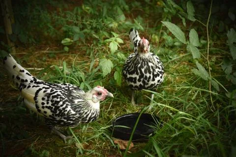 Two freerange bantam hens drinking from a jar lid. Stock Photos