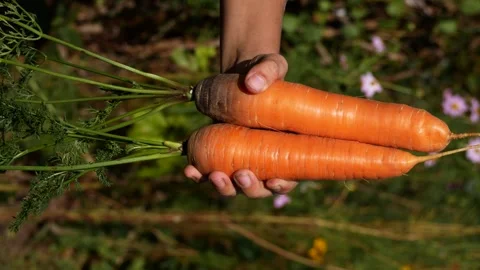 Two fresh carrot root vegetables in a child's hand on the background of a green Stock Footage 266682472
