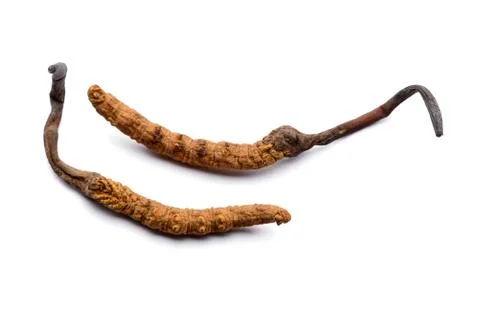Two fresh cordyceps sinensis. Isolated on white background. Stock Photos