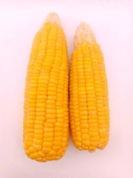 Two fresh corns on a white background Stock Photos
