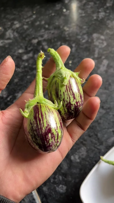 Two Fresh Eggplants Held in Hand – Close-Up Vertical 4K Video Stock Footage 322111335
