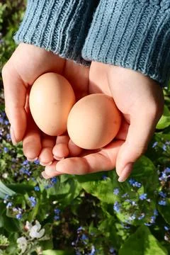 Two fresh farm eggs Stock Photos