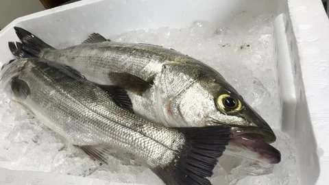 Two Fresh Fish on Ice with Silver Scales, Whole Sea Bass (Suzuki), Japanese Food Stock Footage 339647835