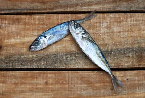 Two fresh fish Stock Photos