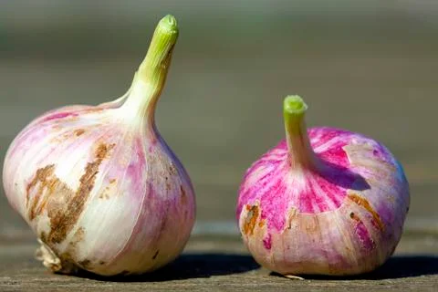 Two fresh garlics 스톡 사진