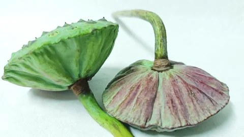 Two fresh green lotus seed pods with stems on white background. Stock Footage 343034302