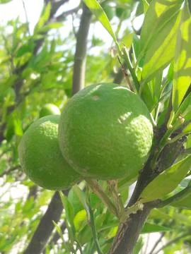 Two Fresh Green Oranges On Tree With Leaves Stock Photos