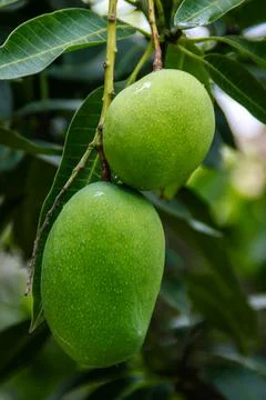 Two of fresh green unripe mango on the tree with a green leaves hanging at th Stock Photos