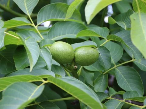 Two Fresh Green Walnuts on Tree with Background Stock Photos