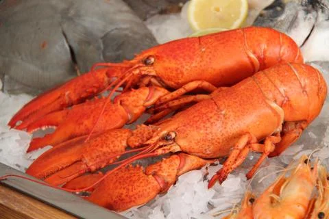 Two Fresh Lobsters. Stock Photos