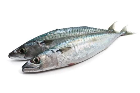 Two fresh mackerel Stock Photos