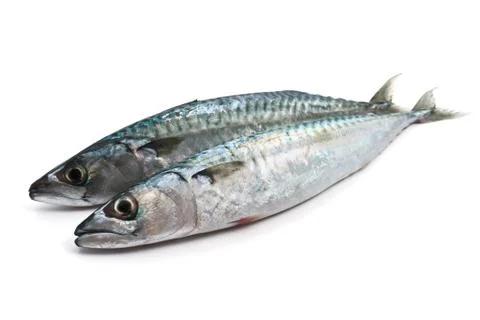 Two fresh mackerel Stock Photos