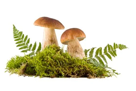 Two fresh mushrooms Stock Photos