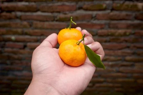 Two Fresh Oranges in Hand with Leaf Natural Background Stock Photos