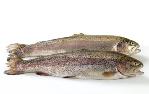 Two fresh rainbow trout fish on display Stock Photos