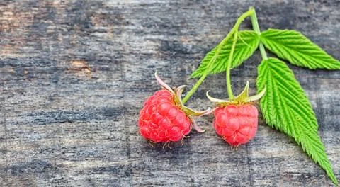 Two fresh raspberries Stock Photos