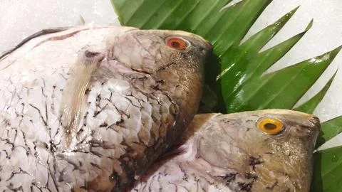 Two fresh, raw fish displayed on ice with palm leaves.  Ready for cooking. Foto stock