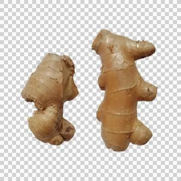 Two fresh raw ginger roots with textured skin for healthy cooking and medic.. Фото