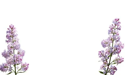 Two fresh symmetrical spring branches of pink lilac flower isolated on white Stock Photos