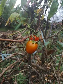 Two fresh tomatoes Stock Photos