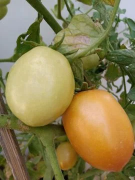 Two Fresh Tomatoes Stock-Fotos