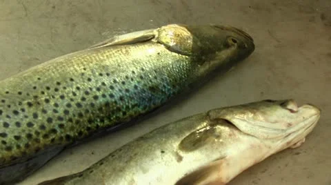 Two fresh trout Stock-Footage 12456046