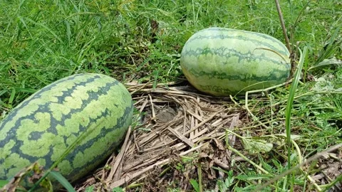 Two Fresh Watermelons Growing Side By Side On Straw Mulching Bed In Field Shot Stock Footage 342316206