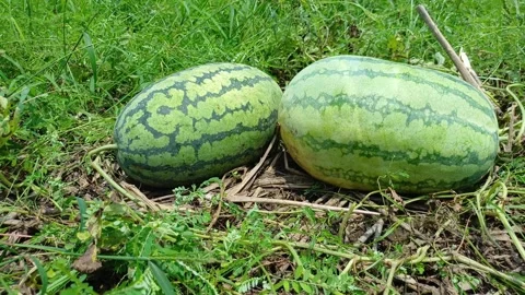 Two Fresh Watermelons Growing Side By Side On Straw Mulching Bed In Field Shot Stock Footage 342316212