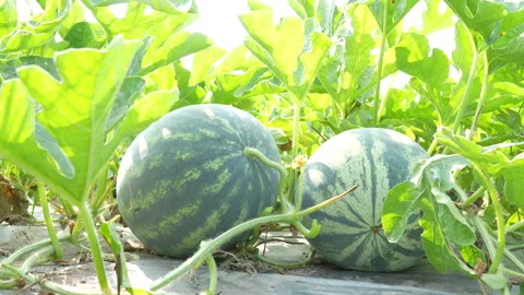Two Fresh Watermelons Showing Stem And Blossom Ends In Field Video stock 333374804