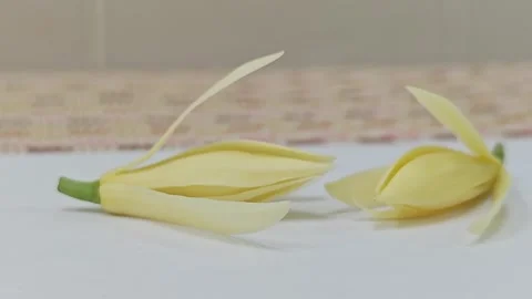 Two fresh white champaca flowers on white table. 스톡 동영상 338009661