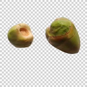 Two fresh whole green coconuts isolated on a transparent background Фото