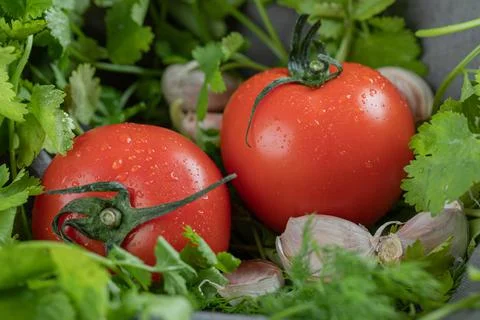 Two fresh whole tomatoes on a gray tablecloth Stock Photos