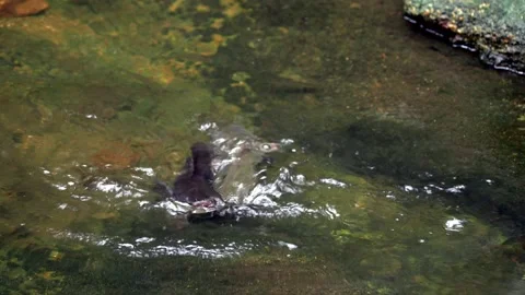 Two Freshwater Catfish Fighting in Shallow Tropical Stream Vídeo Stock 340440587