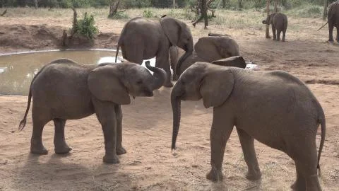 Two friendly baby elephants are playing Stock Photos