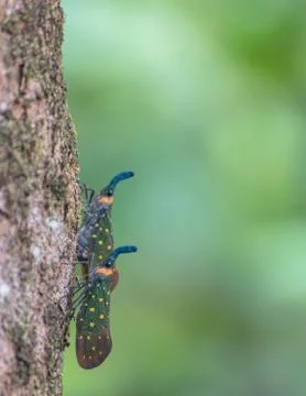Two friendly bugs meet on a tree in borneo Stock Photos