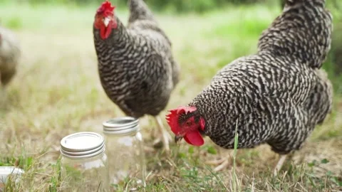 Two Friendly Chickens Playing With Grass and Looking for Bugs Video stock 136176535