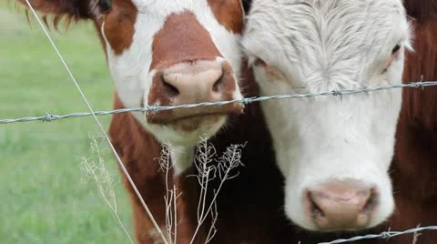 Two Friendly Cows at Fence Stock Footage 11057414