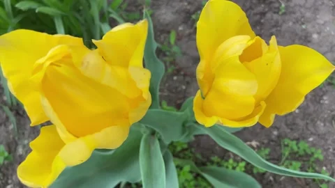 Two friendly cute flowers grow side by side. Yellow beautiful flowers. Stock Footage 240732079