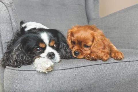 Two friendly dogs Foto stock