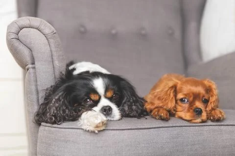 Two friendly dogs Stock Photos