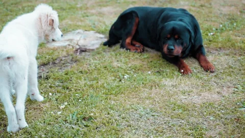 Two friendly dogs playing in the garden, black adult rottweiler and small white Stock Footage 241093209