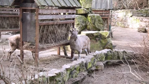 Two friendly goats enjoy feast of hay from a handmade wooden trough. These Vidéo 271236160
