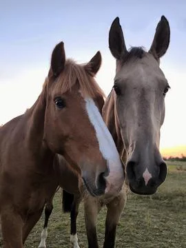 Two friendly horses looking at the camera against the backdrop of a sunset Stock Photos