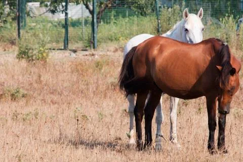 Two Friendly Horses Stock Photos