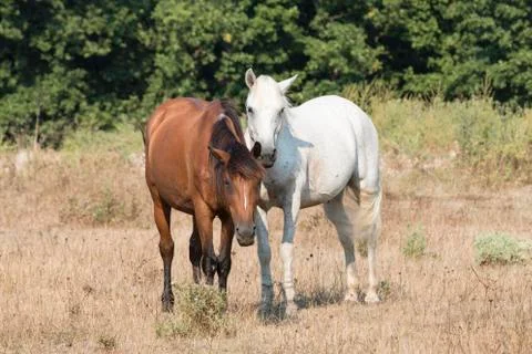 Two Friendly Horses Stock Photos