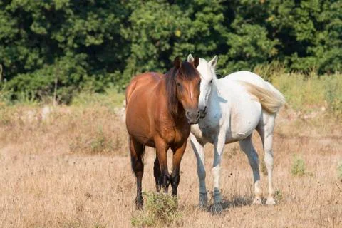 Two Friendly Horses Stock Photos