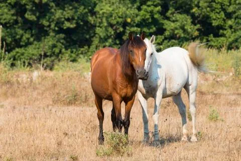 Two Friendly Horses Stock Photos